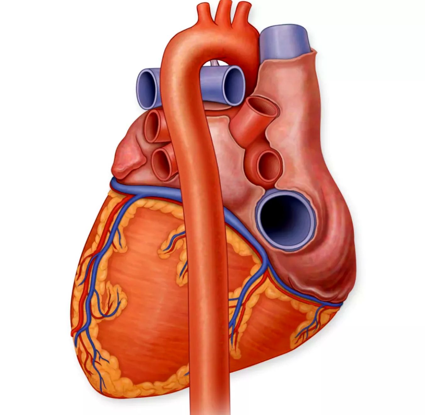 A kpen kiemelve a fggleges r, az aorta: az emberi test legnagyobb artrija, amely a szvtl vezeti a vrt az egsz szervezetbe.